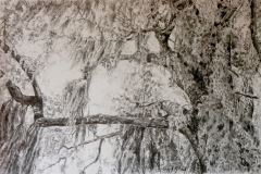 Nancy Mitchell