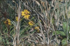19.-John Carvalho, "Tickseed with Broomsedge"